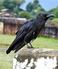 Corvus macrorhynchos