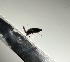 Dicrepidius corvinus