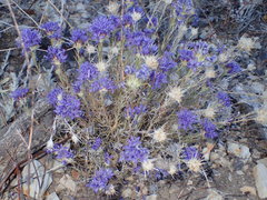 Eriastrum densifolium