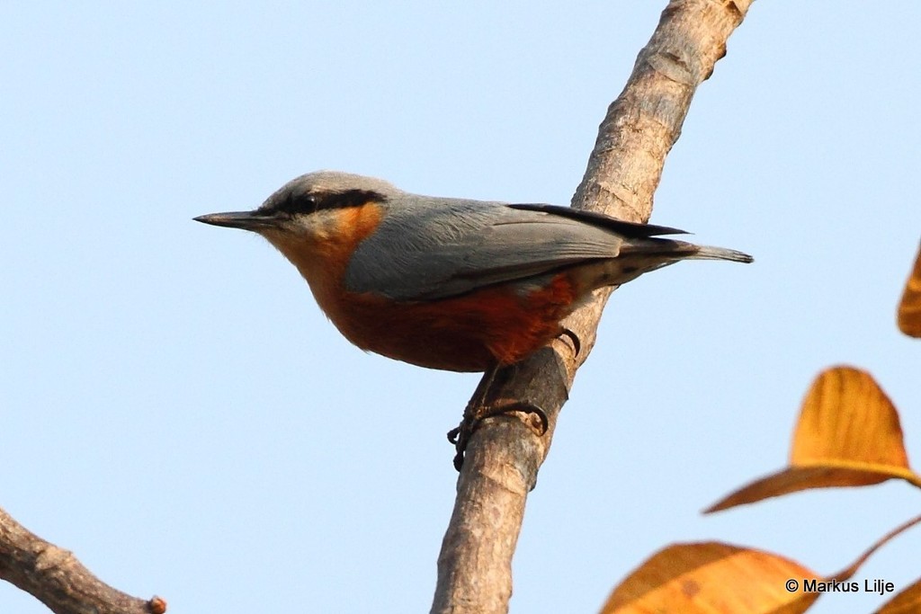 Burmese Nuthatch (Sitta neglecta) photo