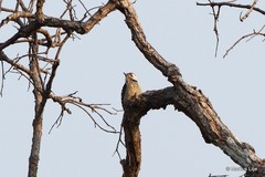 Dendrocopos analis