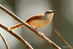 Prinia rufescens