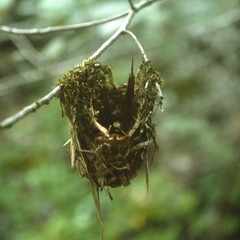Vireo griseus