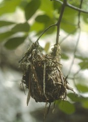 Vireo griseus