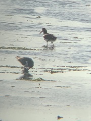 Haematopus palliatus