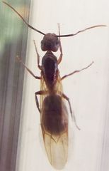 Camponotus inaequalis