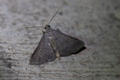 Bleptina flaviguttalis