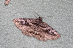 Zaleops umbrina