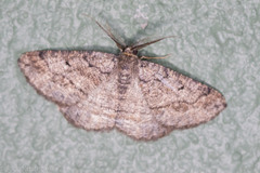 Pterospoda nigrescens