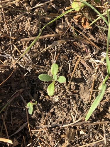 iNaturalist observation photo of Dicots