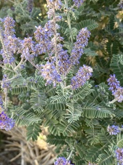 Amorpha canescens