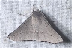 Oenochroma subustaria