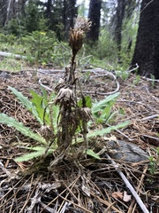 Cirsium andersonii