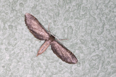 Protoproutia laredoata