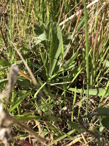 iNaturalist observation photo of Dicots