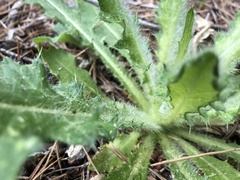 Cirsium andersonii