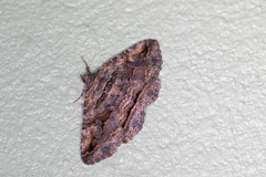 Zaleops umbrina