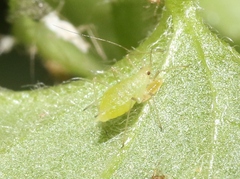Macrosiphum clum