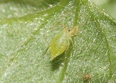 Macrosiphum clum