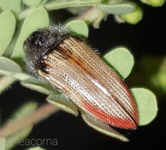 Acmaeodera aurora