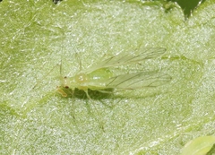 Macrosiphum clum