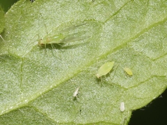 Macrosiphum clum