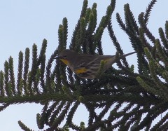Setophaga coronata auduboni