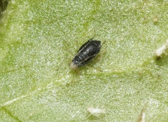 Aphelinidae