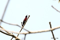 Leptocoma brasiliana