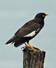 Acridotheres tristis