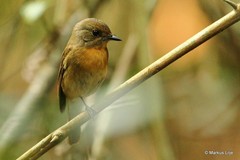 Cyornis glaucicomans