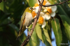 Zosterops erythropleurus
