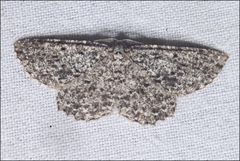 Thallogama pansticta