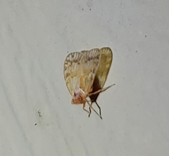 Bothriocera drakei