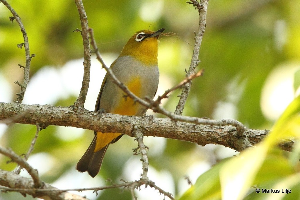 Hume's White-eye photo