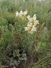 Scutellaria supina