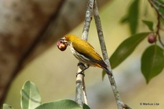 Dicaeum chrysorrheum