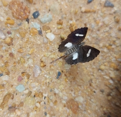 Heterusia