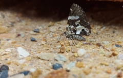 Heterusia