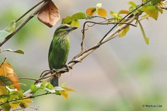 Psilopogon faiostrictus