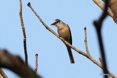 Pericrocotus cantonensis