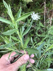 Heterotheca camporum glandulissima
