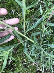 Heterotheca camporum glandulissima