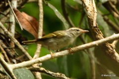 Phylloscopus claudiae