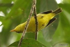 Phylloscopus ricketti
