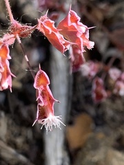 Sidotheca emarginata