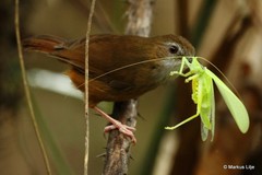 Malacocincla abbotti