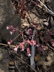 Sidotheca emarginata