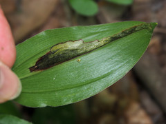 Synchysa tricincta