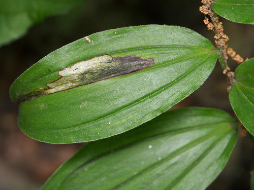 Synchysa tricincta